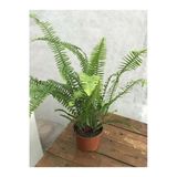 Aşk Merdiveni Bitkisi 40Cm