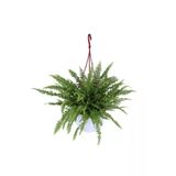 Aşk Merdiveni Bitkisi - Nephrolepis - Fujer - Askılı Saksı'da