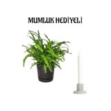 Aşk Merdiveni Bitkisi Sevgililer Gününe Özel Mumluk Hediyeli Ofis Çiçeği, SRD30012025BYB726