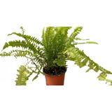 Aşk Merdiveni Çiçeği Fidanı 10-30 Cm