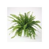 Aşk Merdiveni Fujer Nephrolepis 10-20 Cm