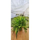 Aşk Merdiveni Fujer Nephrolepis Ev, Salon, Ofis Bitkisi 15 Cm Saksıda