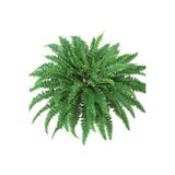 Aşk Merdiveni Fujer Nephrolepis Exaltata Eğrelti Otu 15 Cm Saksı 30 Cm Uzunluk, ABEFHKPV