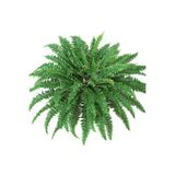Aşk Merdiveni Fujer Nephrolepis Exaltata Eğrelti Otu 15 Cm Saksı 30 Cm Uzunluk, BTSR772
