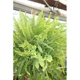 Aşk Merdiveni Fujer Nephrolepis Makrome Saksıda Ev Bitkisi Ofis Dolgun Form 40-100 Cm Kampanya