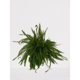 Aşk Merdiveni Nephrolepis 20-30 cm