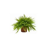 Aşk Merdiveni (Nephrolepis) Bitkisi 10-20 cm
