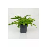 Aşk Merdiveni Nephrolepis Fidanı Fidesi 10-20 Cm