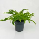 Aşk Merdiveni Nephrolepis Fidanı Fidesi 20-40 Cm