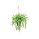 Aşk Merdiveni - Nephrolepis Green Lady