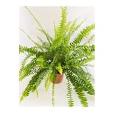 Aşk Merdiveni - Nephrolepis
