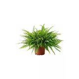 Aşk Merdiveni Nephrolepsis Exaltata Fidanı 10-20 Cm