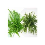 Aşk Merdiveni Seramik Saksıda Nephrolepis 00100101
