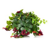 Askılı Ruj Çiçeği Bitkisi Aeschynanthus | Saksı Bitkisi, İç Mekan Bitkisi, Sarkan Bitki, Dekoratif Bitki