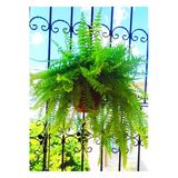 Askılı Saksıda Aşk Merdiveni Nephrolepis 000111