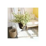Askılı Saksıda Özel Renkli Para Ağacı Bereket Ağacı Afra Bonsai