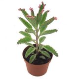 Aşkın Göz Yaşları Orta Boy 8.5 Cm Saksı Yeni Seri Sukulent