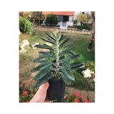 Aşkın Gözyaşı Çiçeği Fidanı 15-25 Cm