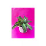 Aşkın Gözyaşı Çiçeği Fidanı (Kalanchoe Daigremontiana) 10-20 cm