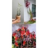 Aşkın Gözyaşı Çiçeği Fidanı Sukulent 10-20 Cm