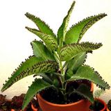 Aşkın Gözyaşı Çiçeği (Kalanchoe Daigremontiana) 10-20 Cm