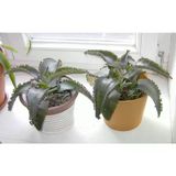 Aşkın Gözyaşı Çiçeği (Kalanchoe Daigremontiana) 5 Adet 10-20 Cm