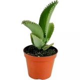 Aşkın Gözyaşı Çiçeği Mini (Kalanchoe Daigremontiana) 10-20 Cm