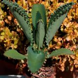 Aşkın Gözyaşı Çiçeği Mini (Kalanchoe Daigremontiana) Fidanı 10-20 Cm