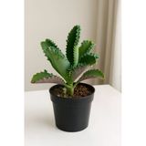 Aşkın Gözyaşı Çiçeği Saksı: 8 Cm Kalanchoe Daigremontiana