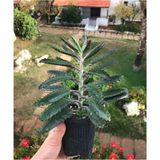 Aşkın Gözyaşı Çiçeği Sukulent 10-20 Cm