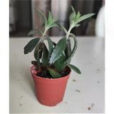 Aşkın Gözyaşı Fidesi 10-20 Cm