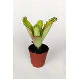 Aşkın Gözyaşları Çiçeği Kalanchoe Daigremontiana Yeşil Çiçekli 5.5 cm Saksıda