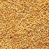 Aslımlar 5 kg Sarı Darı Kuş Yemi