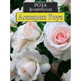 Aspirin Rose Gül Fidanı