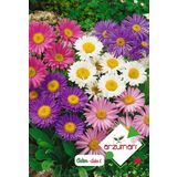 ASTER ÇİÇEĞİ (DİLBER KİRPİĞİ) TOHUMU 50 ADET TOHUM