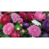 Aster Çiçeği Tohumu 50+ Tohum N11.8234