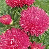 Aster Kasımpatı ( Krizantem ) Burgundy Renkli - 20 Tohum