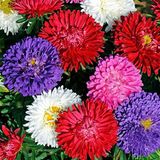 Aster Kasımpatı ( Krizantem ) Karışık Renkli - 20 Tohum