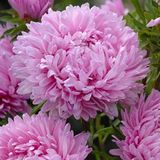 Aster Kasımpatı ( Krizantem ) Pembe Renkli - 20 Tohum