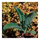 Asteratya Aşkın Gözyaşı Çiçeği Mini (Kalanchoe Daigremontiana)