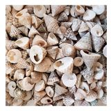 Astrea Undosa Naturel Mini Kiloluk Deniz Kabuğu (1 KG)