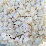 Astrea Undosa Naturel Minik Boy Kiloluk Deniz Kabuğu (1 KG)