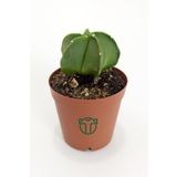 Astrophytum Myriostigma - Özel Tür Kaktüs - 5.5 cm Saksıda