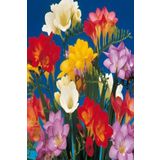 Asya Tarım 10 Adet Karışık Renk Frezya Çiçeği ( Freesia ) Arpa Çiçeği Soğanı Mis Kokulu Katmerli