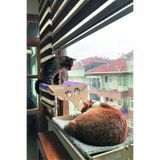 ATA HOME Cama Asılan Kedi Yatağı Vantuzlu