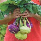 Ata Tohum Geleneksel Mixed Kohlrabi (Alabaş) Tohumu (15 Tohum)