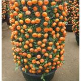 Ata Tohumculuk 10 Adet Bodur Bonsai Mandalina Ağacı Tohumu