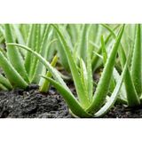 Ata Tohumculuk 10 Adet Saksılık Aloevera Çiçeği Tohumu