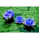 Ata Tohumculuk 10 Adet Tohum Nadir Bulunan Mavi Lotus Çiçeği Tohumu Lotus Su Çiçeği Tohumu Nilüfer Çiçeği Tohumu