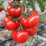 Ata Tohumculuk 10 Tohum Ithal Sırık Domates Tohumu Yeni Mahsül